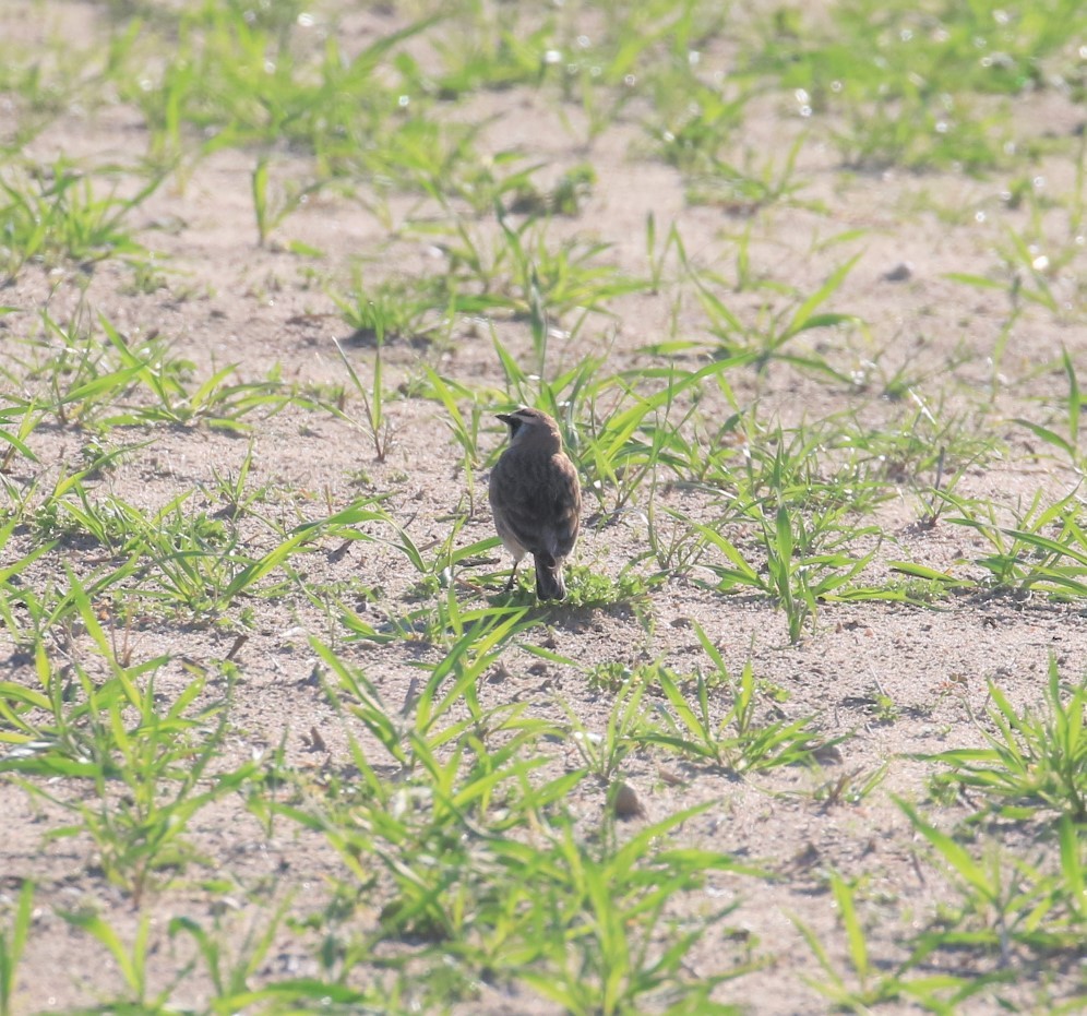 Horned Lark - Michele Butts