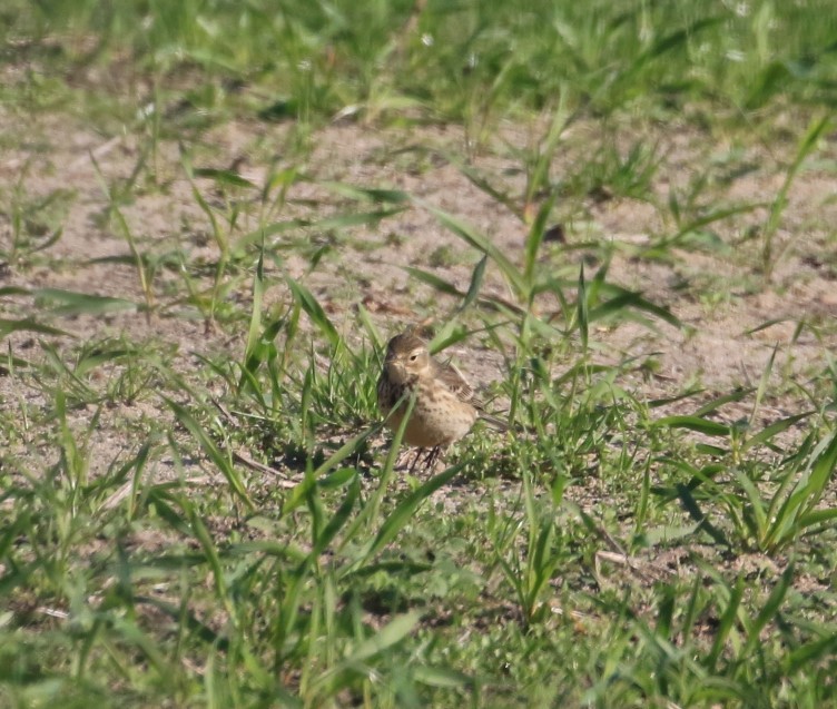 American Pipit - ML527832671