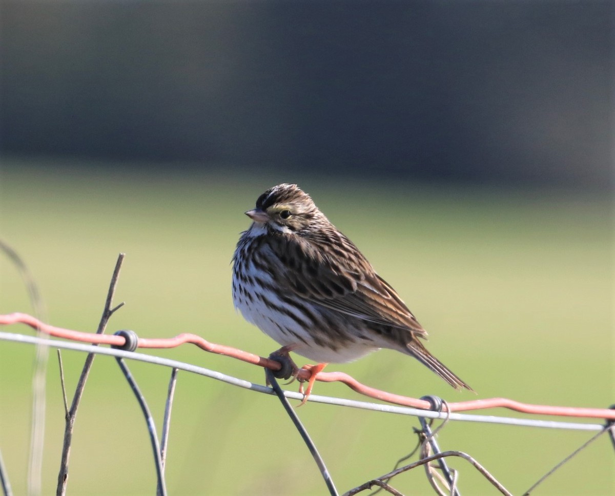 Savannah Sparrow - Michele Butts