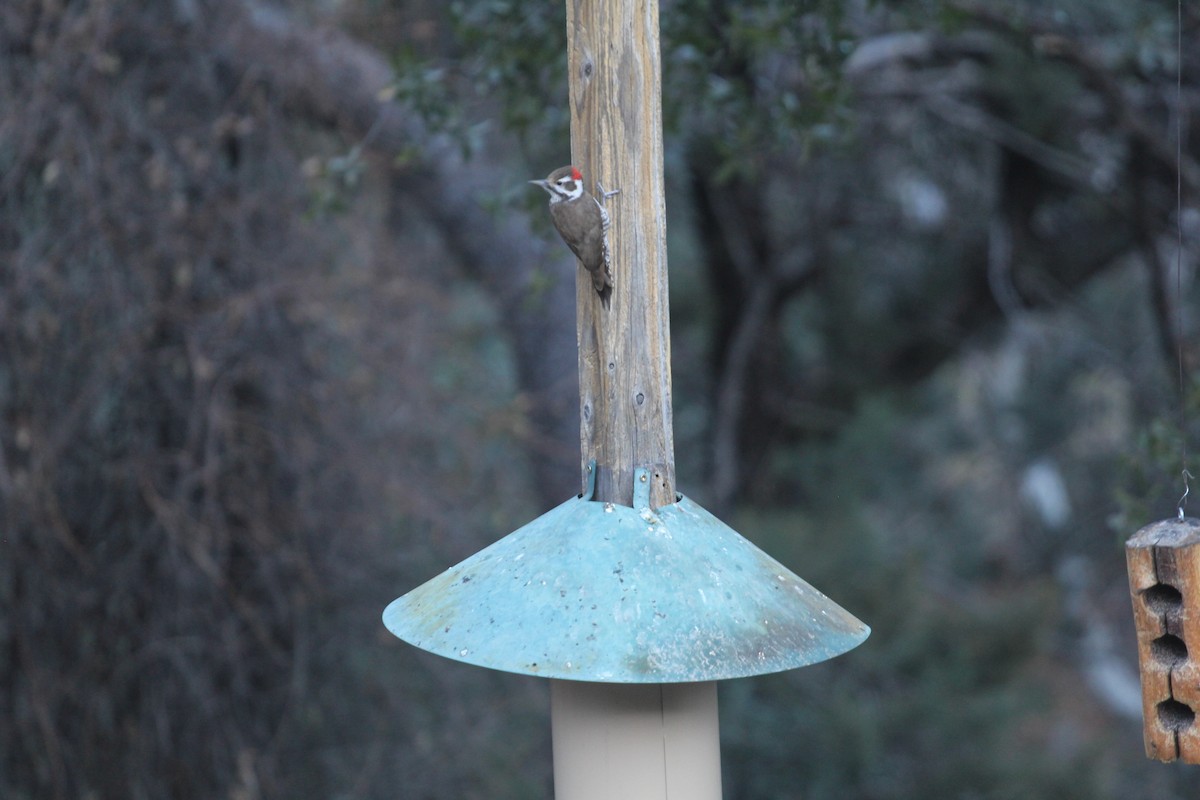 Arizona Woodpecker - ML527832951