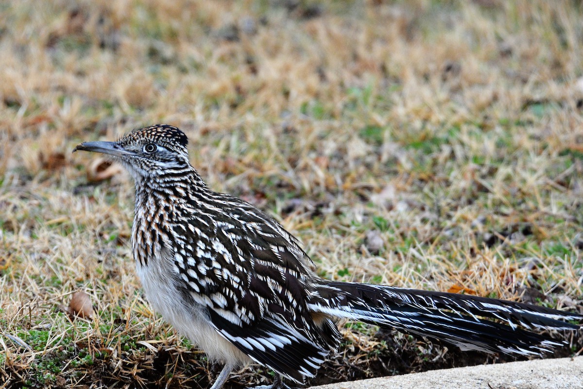 Greater Roadrunner - ML527833161