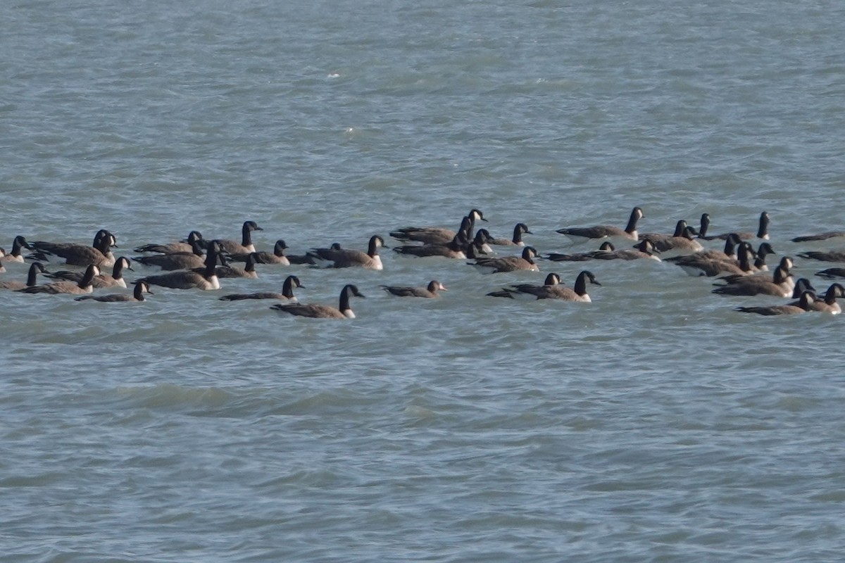 Greater White-fronted Goose - ML527833501