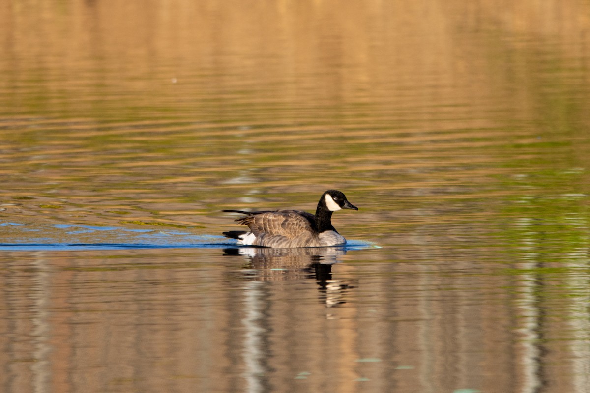 Canada Goose - ML527834171