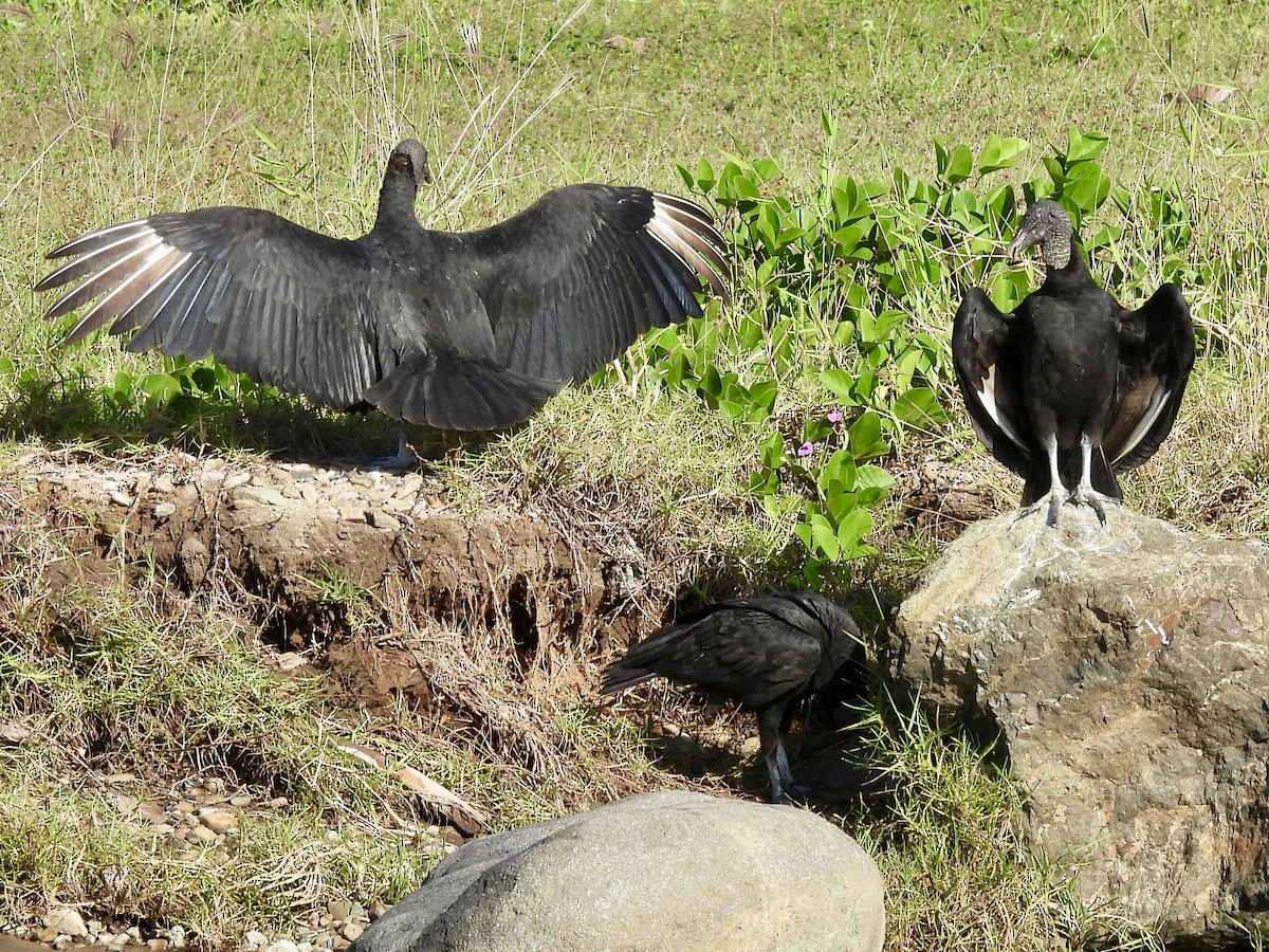 Black Vulture - Randy Skaggs