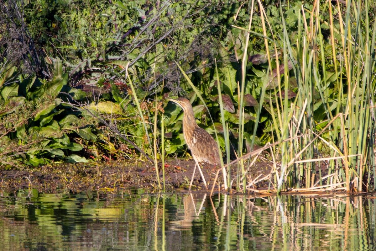 American Bittern - ML527836551