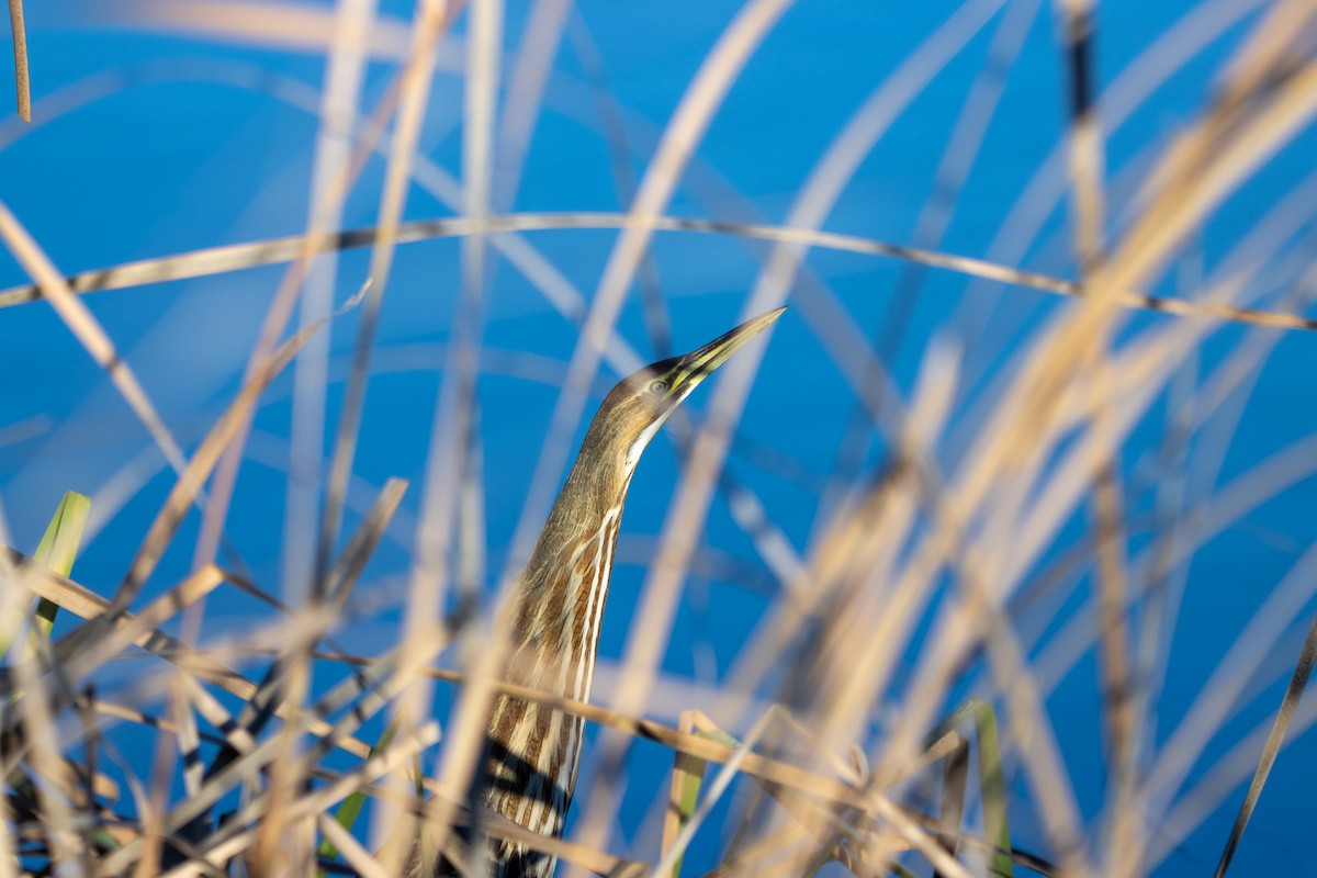 American Bittern - ML527836561