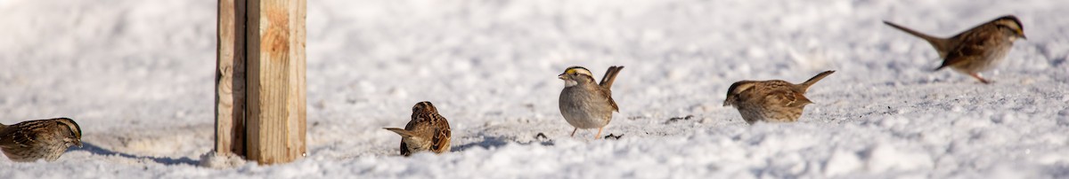 White-throated Sparrow - Johanne Corbeil