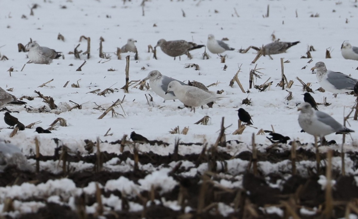 Iceland Gull (kumlieni) - ML527838371