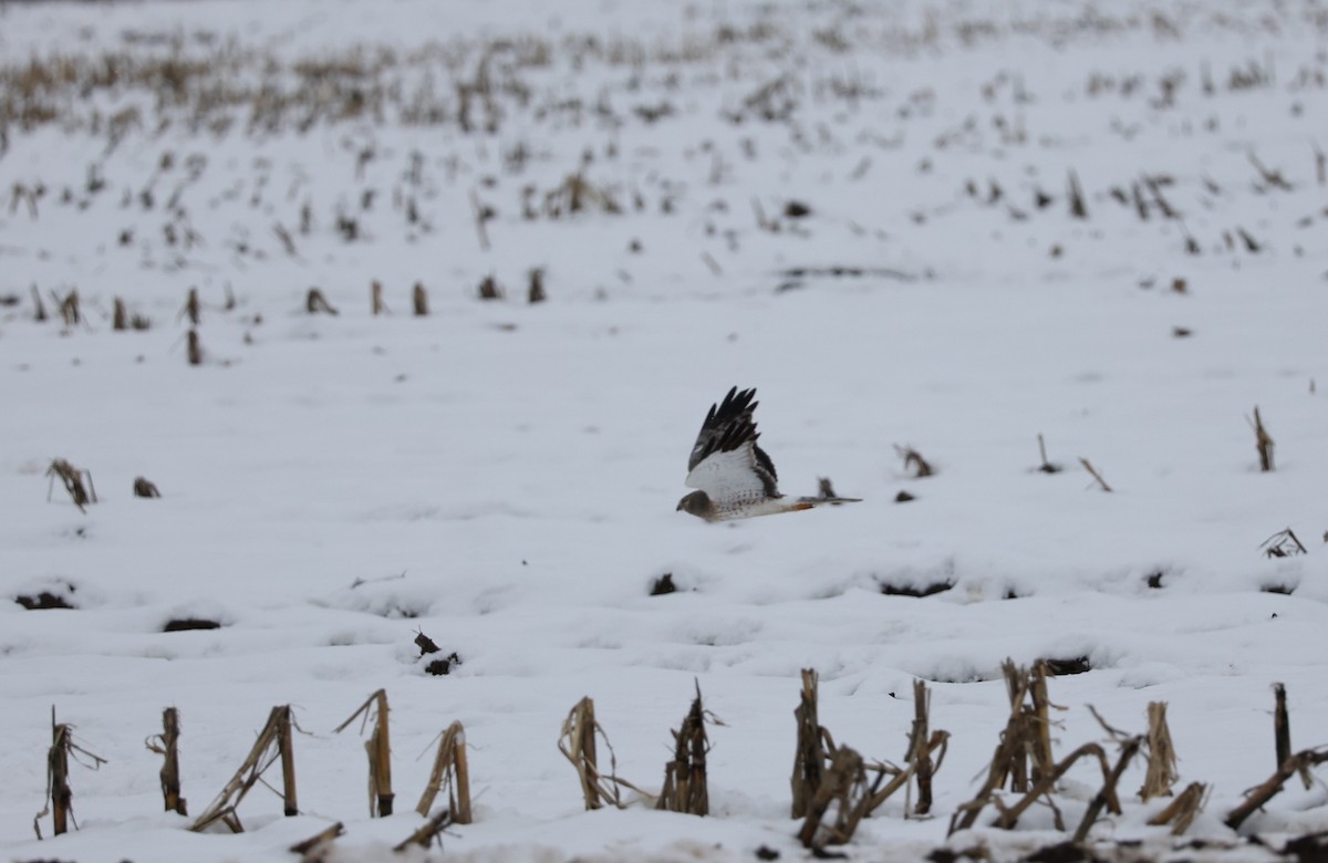 Northern Harrier - ML527838801