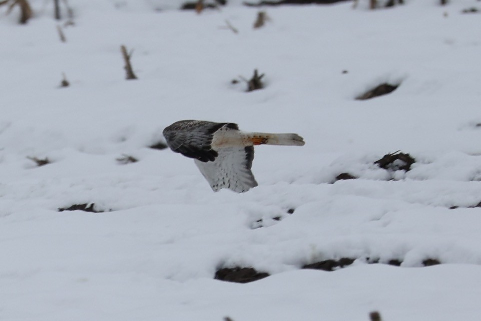 Northern Harrier - ML527838811