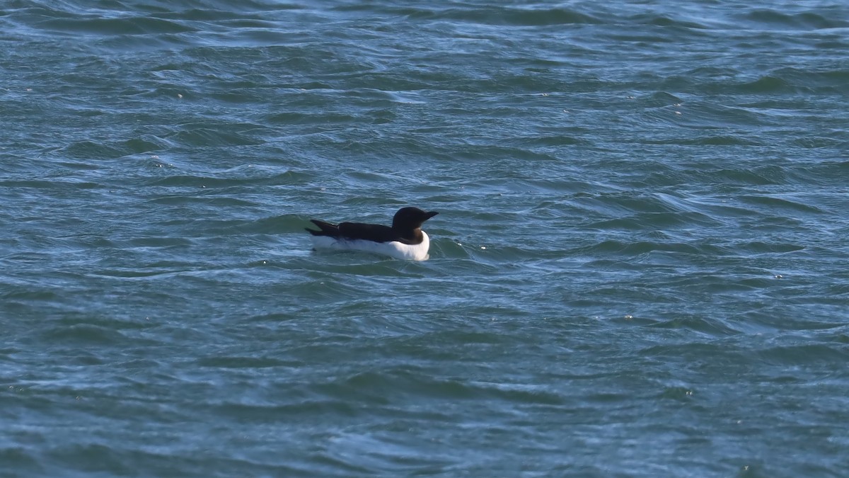 Thick-billed Murre - Brenda Bull