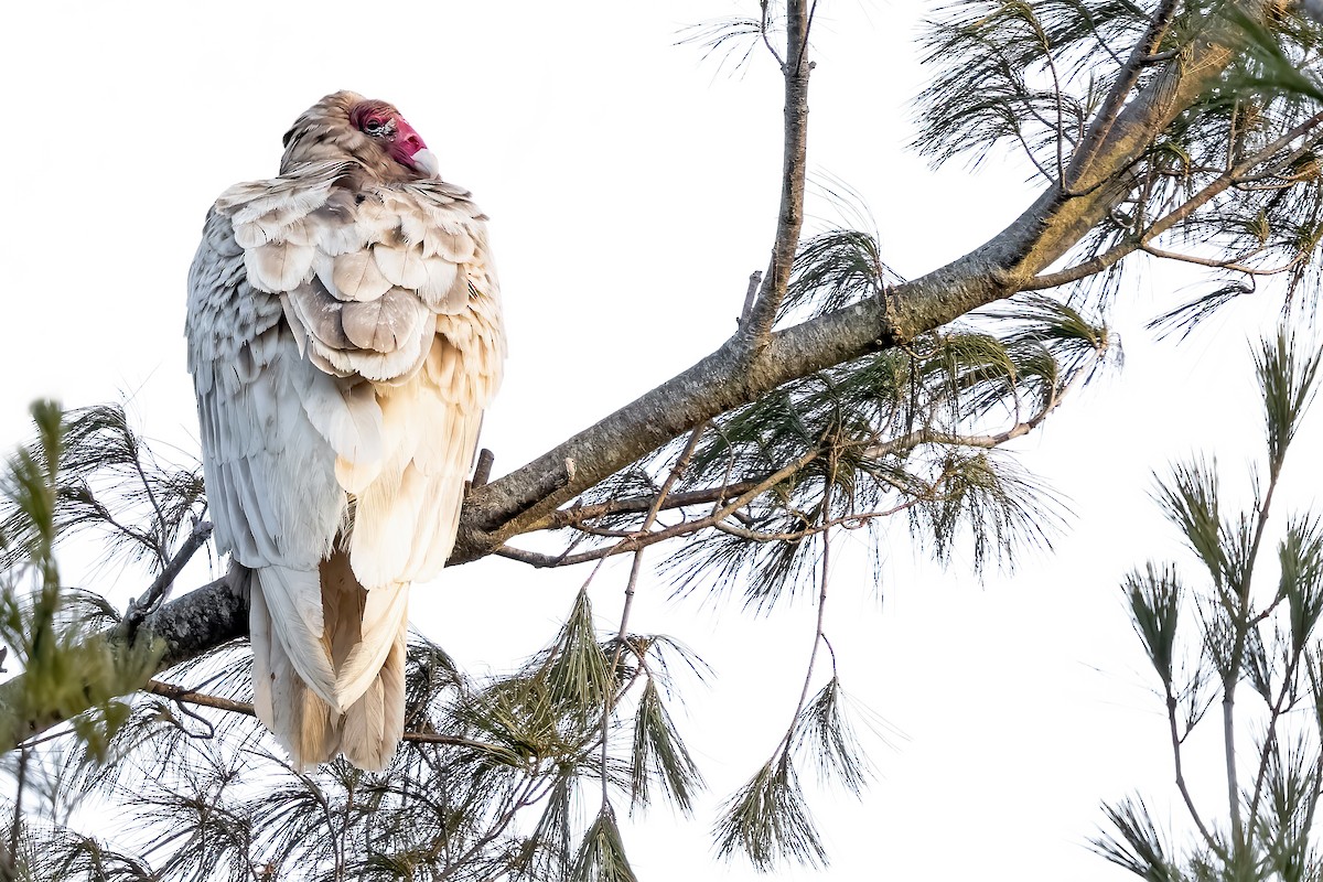 Turkey Vulture - ML527839701