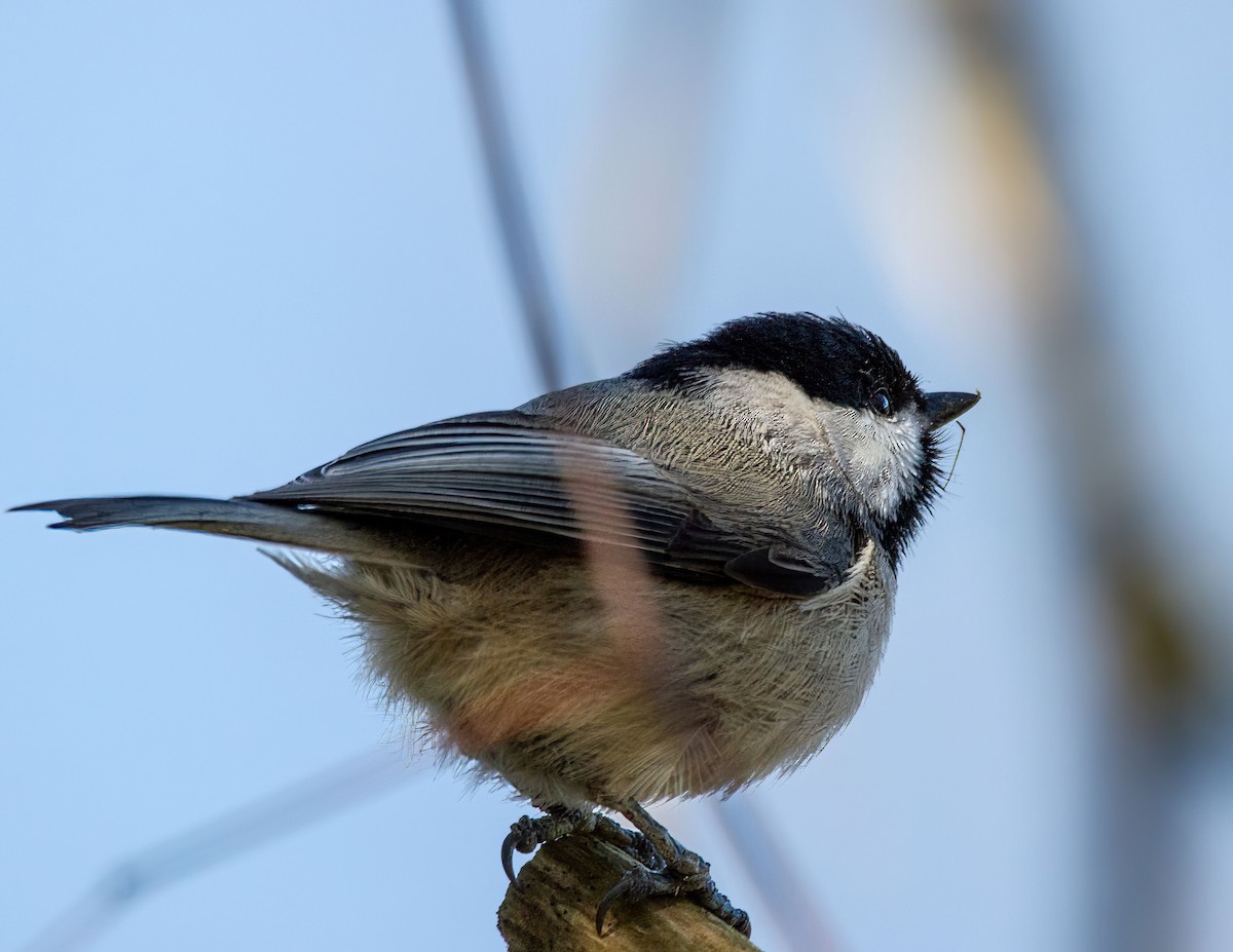 Carolina Chickadee - ML527840421