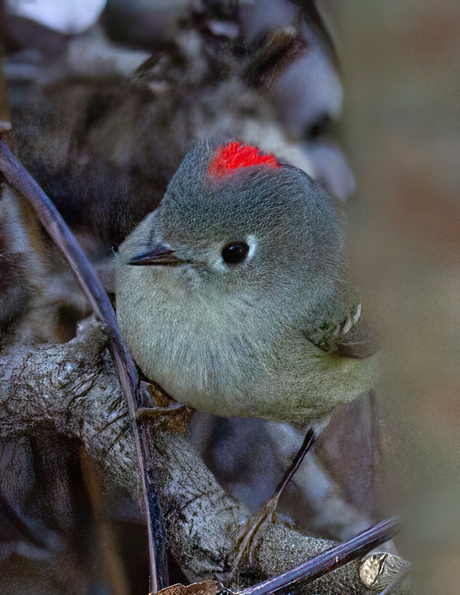 Ruby-crowned Kinglet - ML527840521