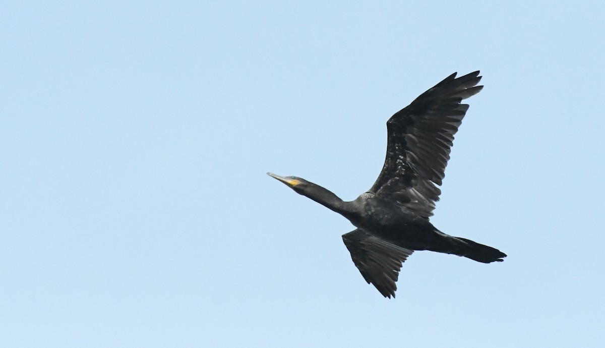 Cormorán Biguá - ML527840561