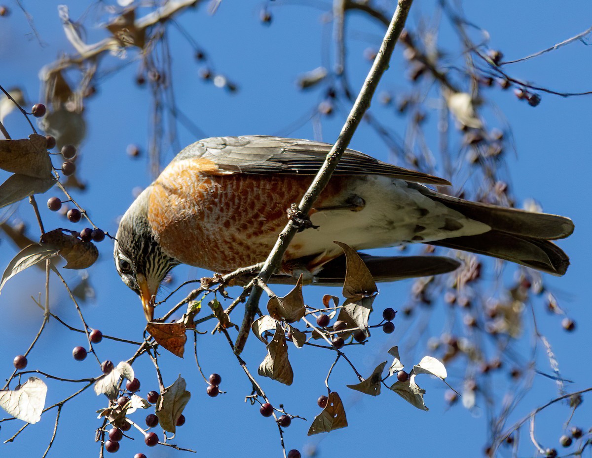 American Robin - ML527840801