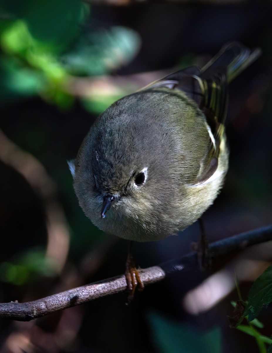 Ruby-crowned Kinglet - ML527841471