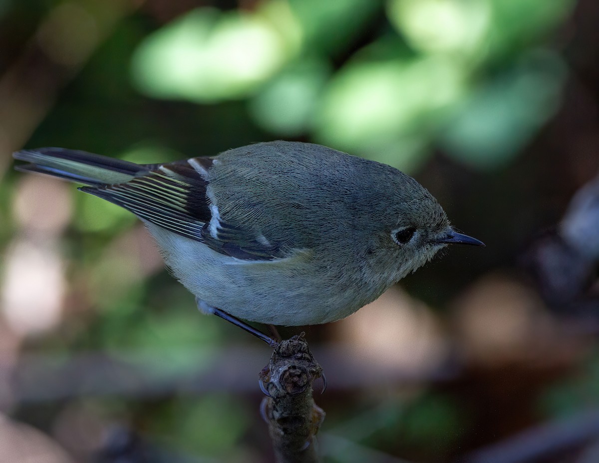 Ruby-crowned Kinglet - ML527841581