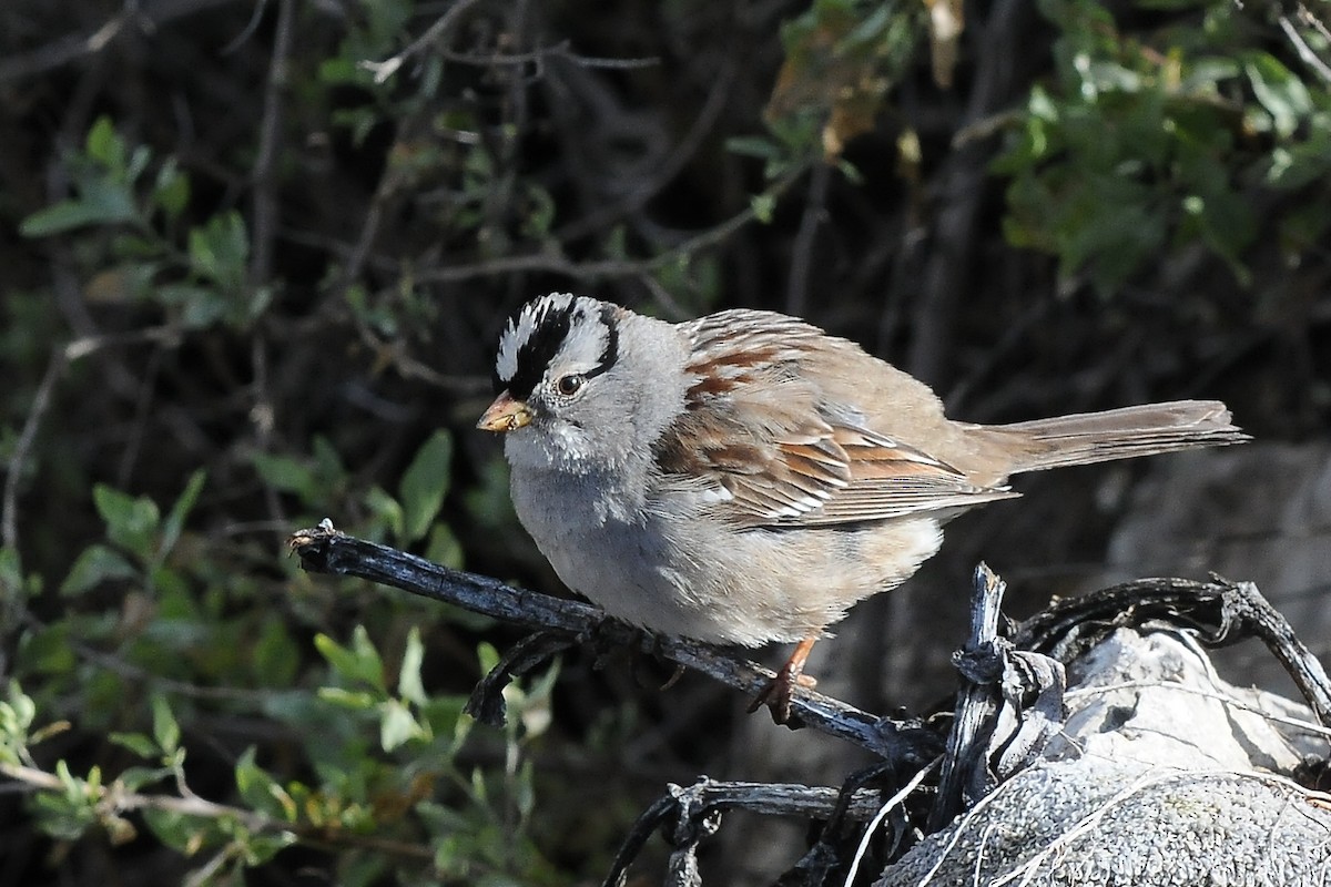 Bruant à couronne blanche - ML52784391