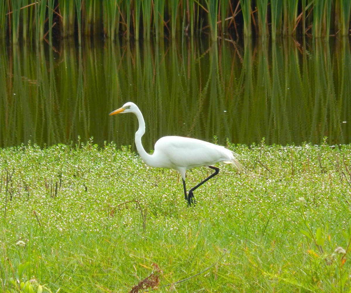 Great Egret - ML527844701