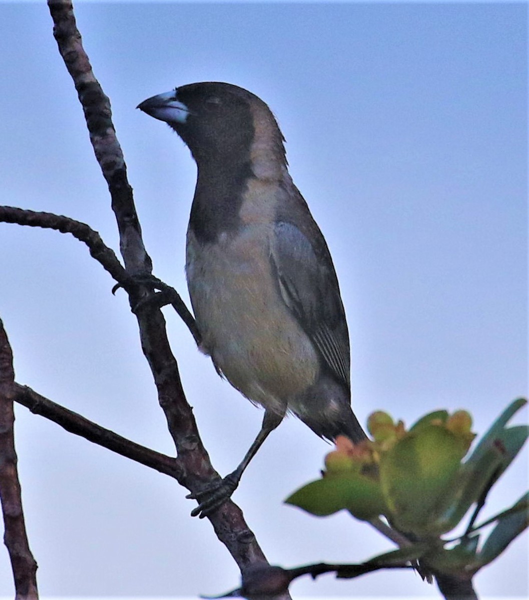 Black-faced Tanager - Mats Hildeman