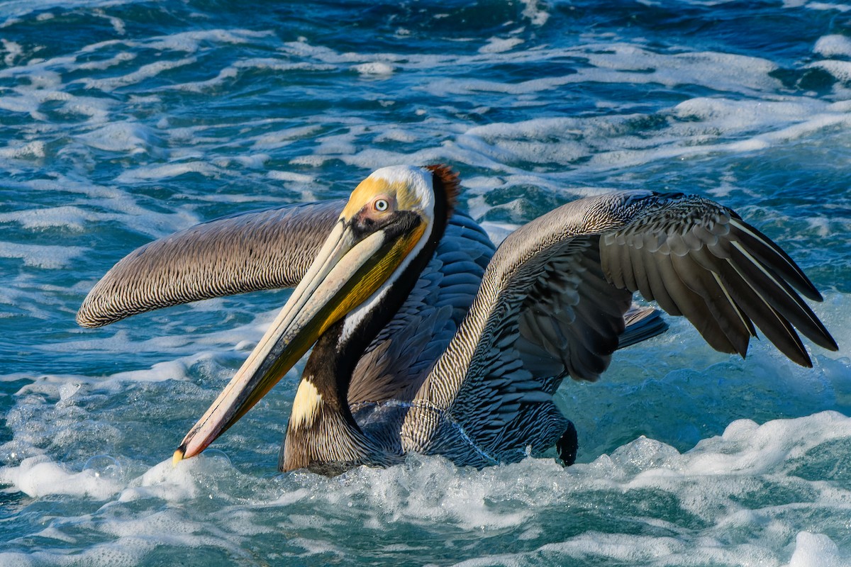 Brown Pelican - ML527846331