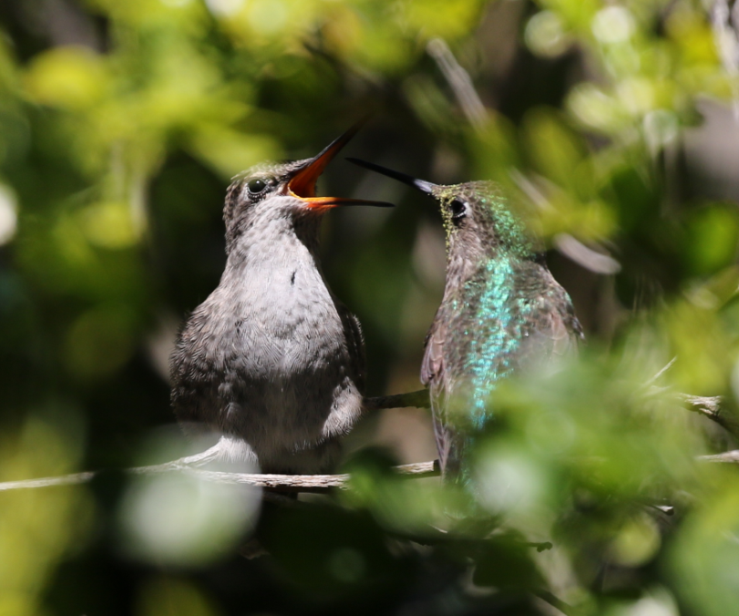 Anna's Hummingbird - C. Jackson