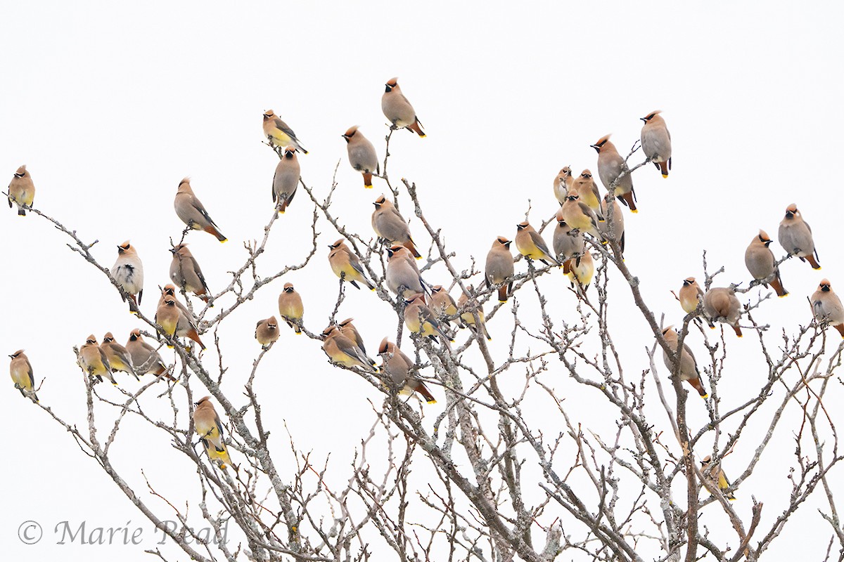 Bohemian Waxwing - ML527847101