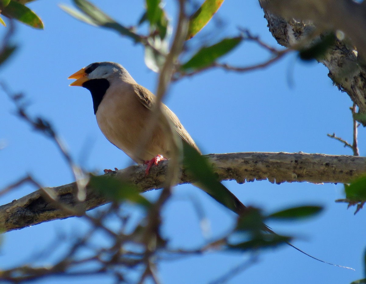 Long-tailed Finch - ML527847161