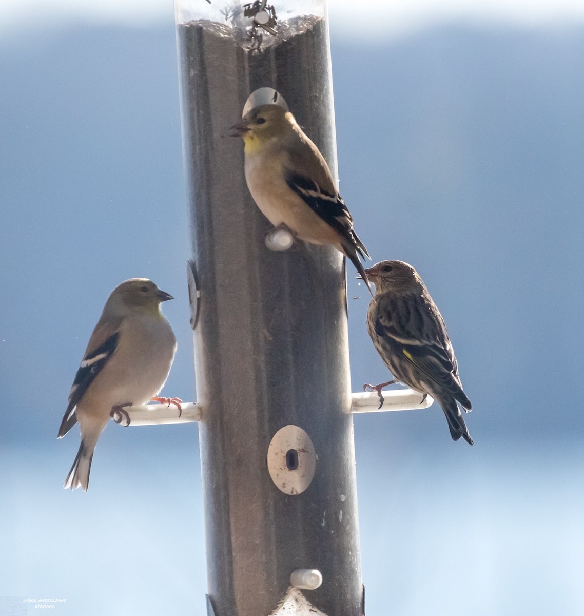 Pine Siskin - ML527847541