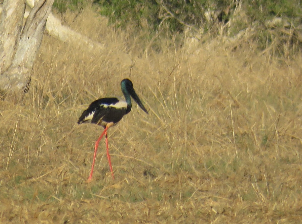 Black-necked Stork - ML527848221