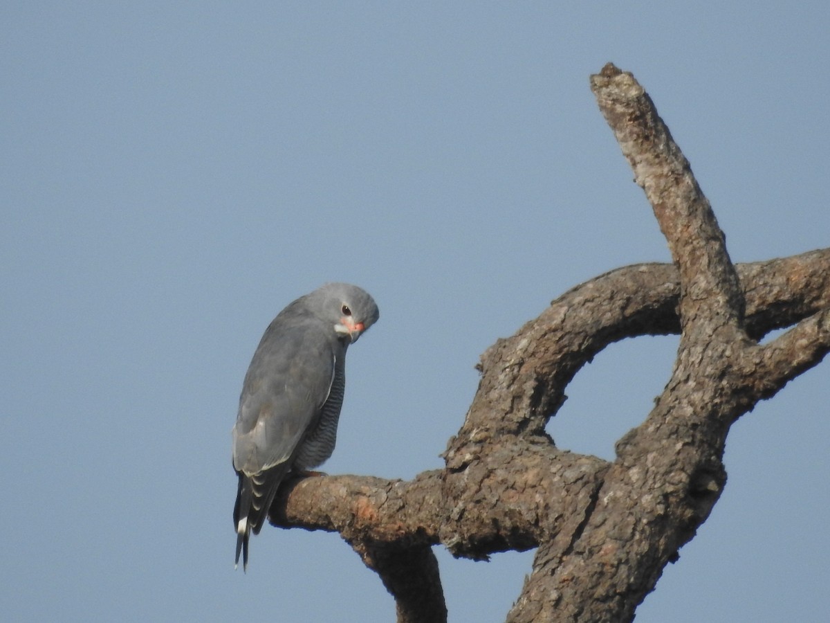 Lizard Buzzard - ML527848301