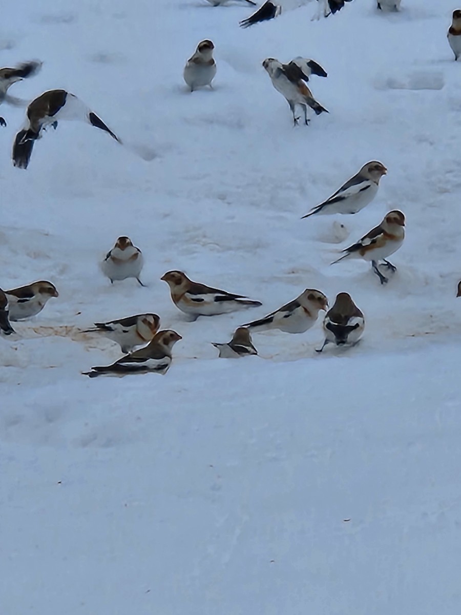 Snow Bunting - Sylvain Lépine