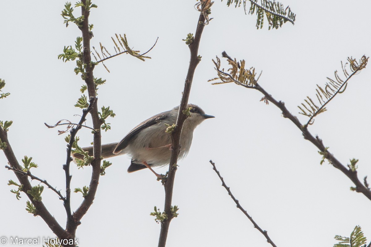 Brown-headed Apalis - Marcel Holyoak