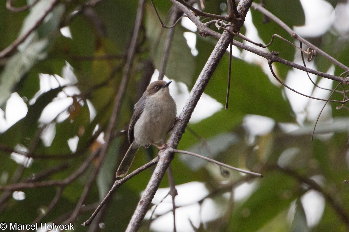 Brown-headed Apalis - Marcel Holyoak