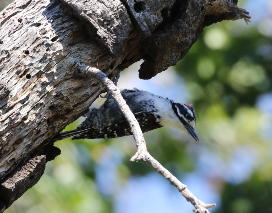 Nuttall's Woodpecker - ML52784891