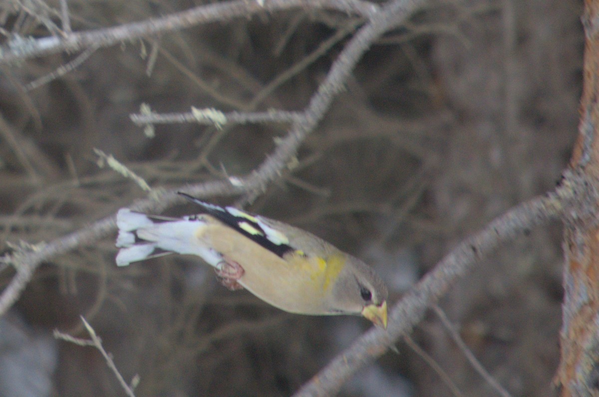 Evening Grosbeak - Blaise Thompson