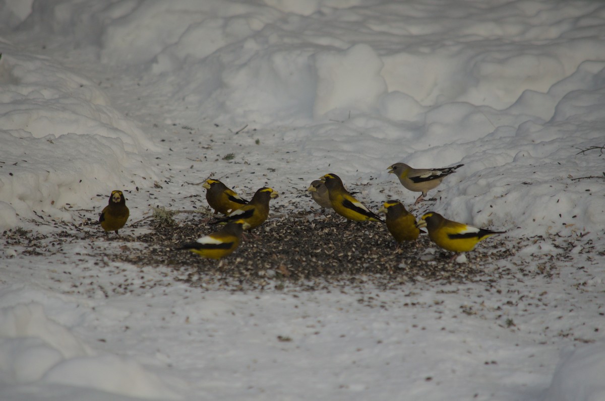 Evening Grosbeak - Blaise Thompson