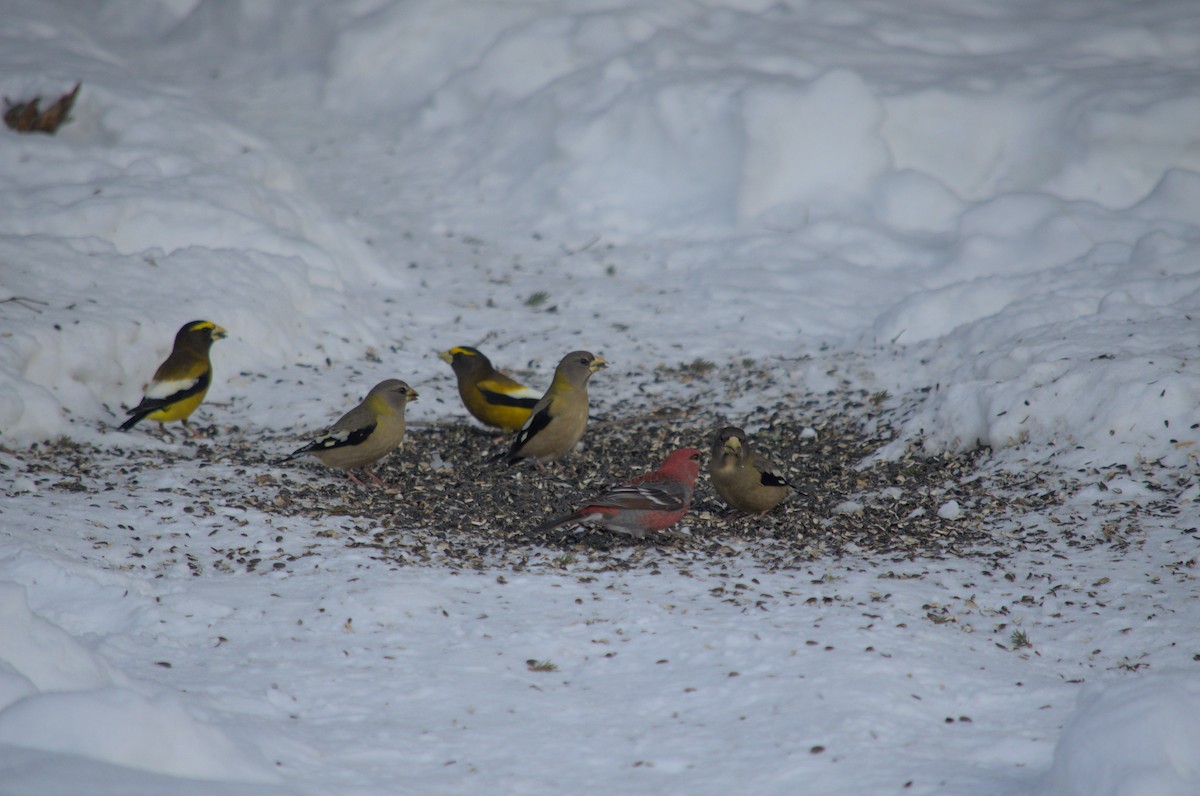 Evening Grosbeak - ML527849371