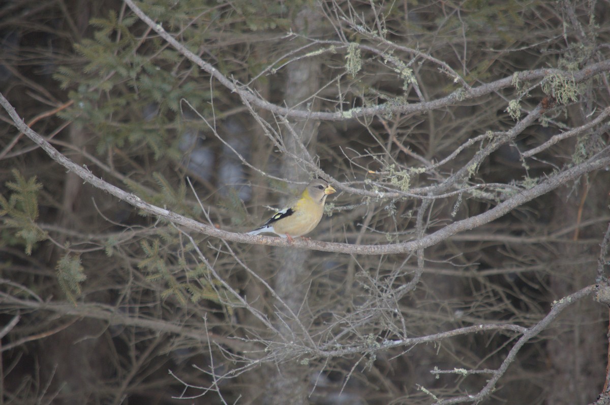 Evening Grosbeak - Blaise Thompson