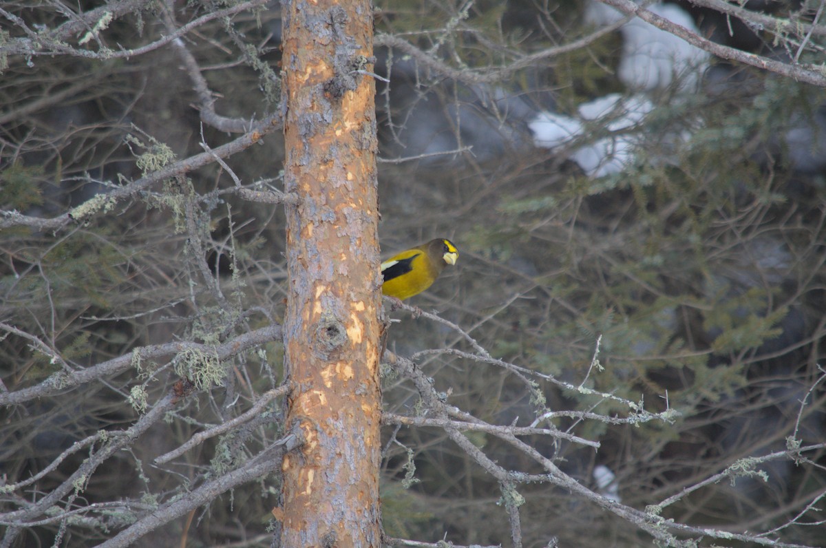 Evening Grosbeak - ML527849391