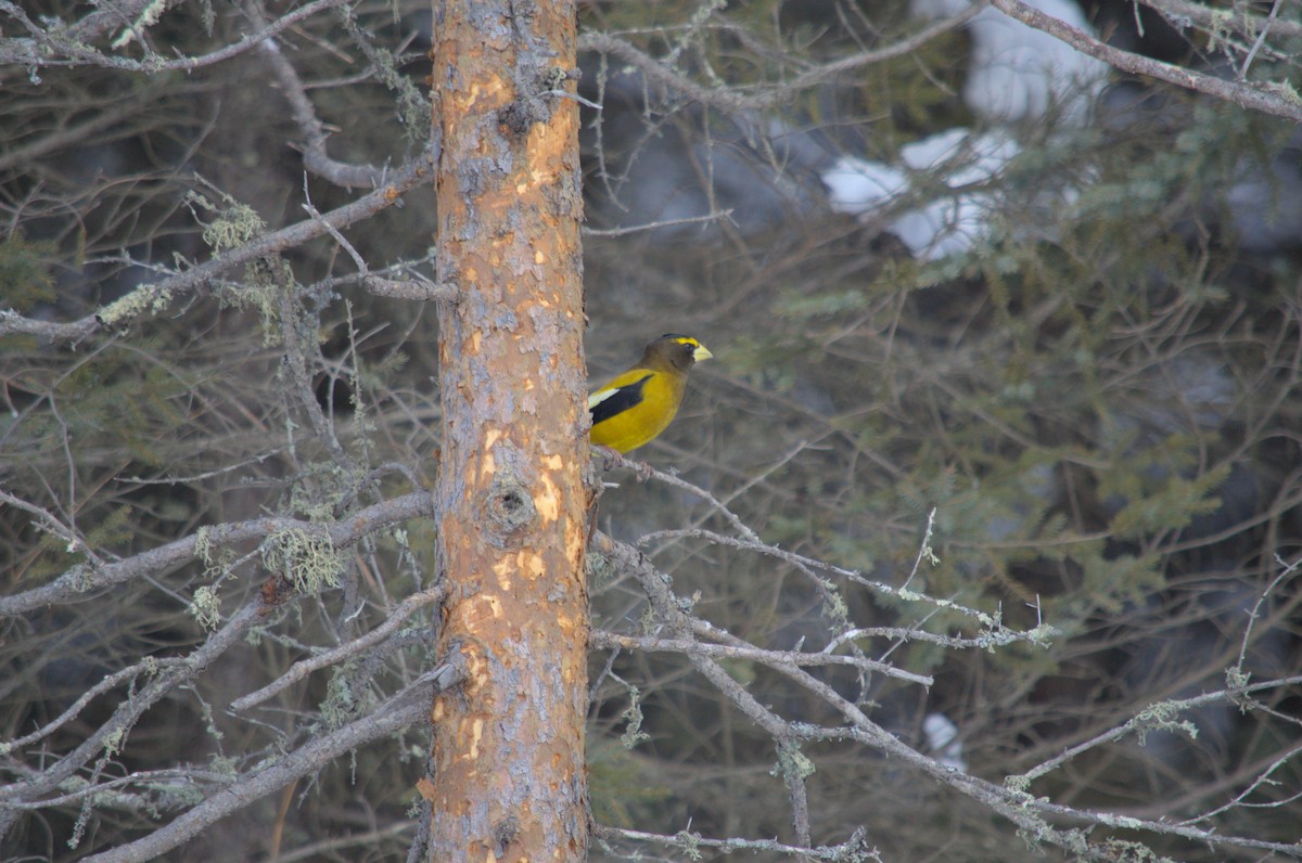 Evening Grosbeak - Blaise Thompson