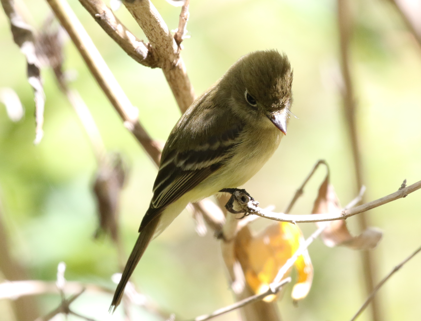 Western Flycatcher (Pacific-slope) - C. Jackson