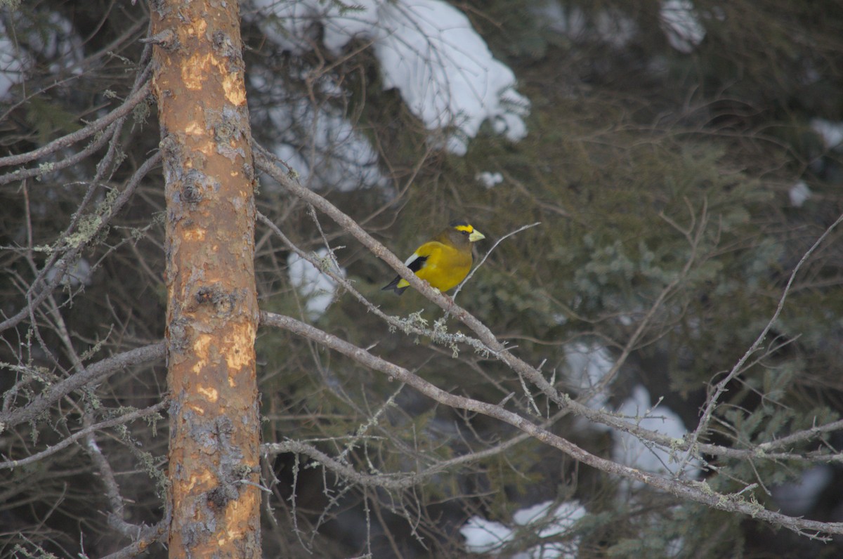 Evening Grosbeak - ML527849411