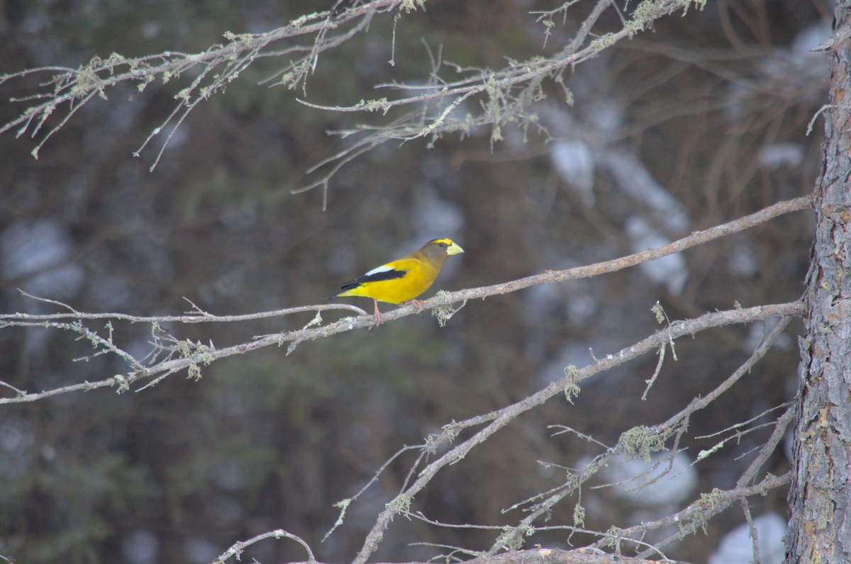 Evening Grosbeak - ML527849421