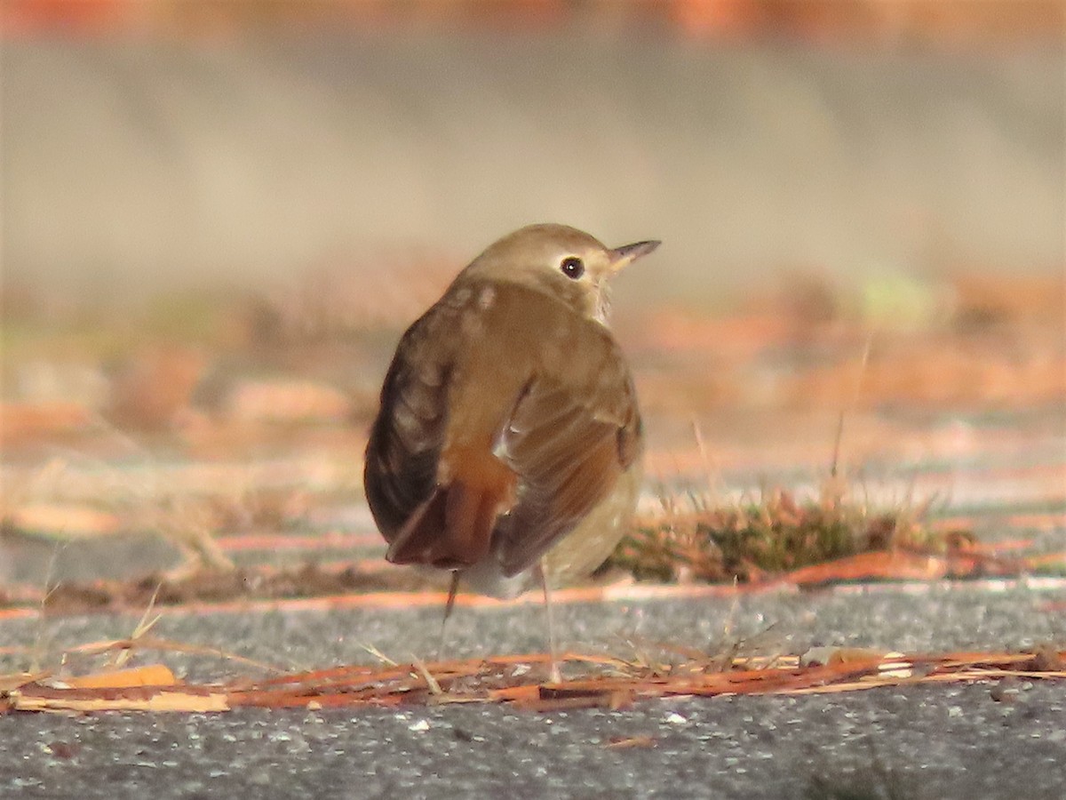 Hermit Thrush - ML527849571