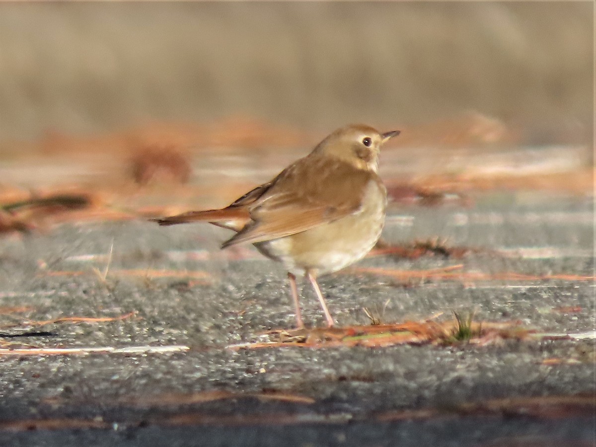 Hermit Thrush - ML527849581