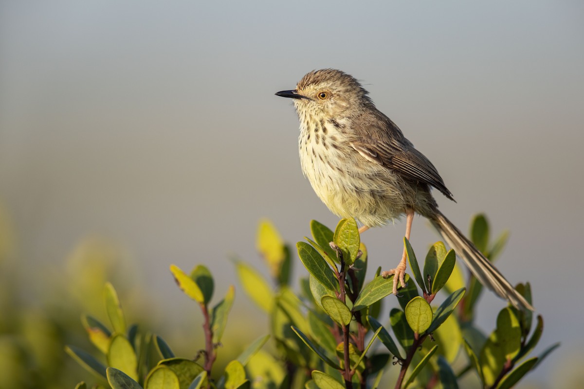 Karoo Prinia - Dorian Anderson