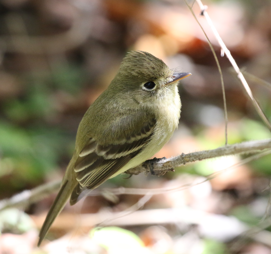 Western Flycatcher (Pacific-slope) - ML52785001