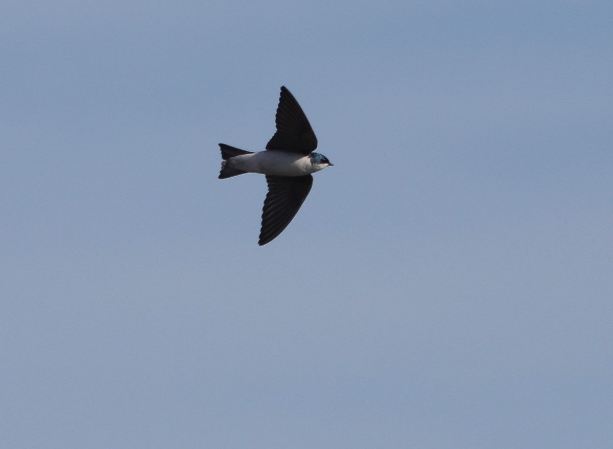 Tree Swallow - ML527850131